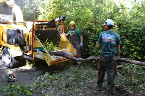 tree services Belvidere